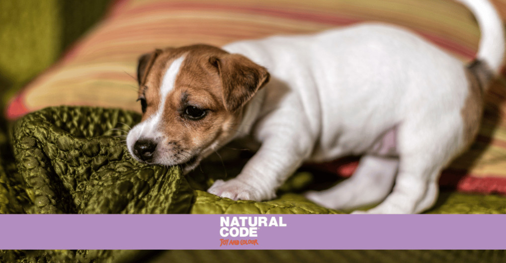 Cibo naturale per cani sportivi: massimizzare le prestazioni