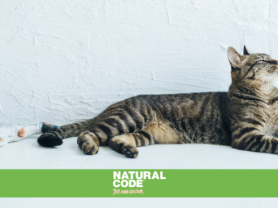 Tutti i gatti amano il pesce! Un mito da sfatare sull'alimentazione felina
