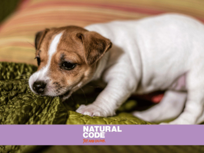Cibo naturale per cani sportivi: massimizzare le prestazioni